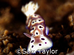 Nudibranch close-up. Kimbe bay PNG. Nikon D-70, 80mm by Sam Taylor 